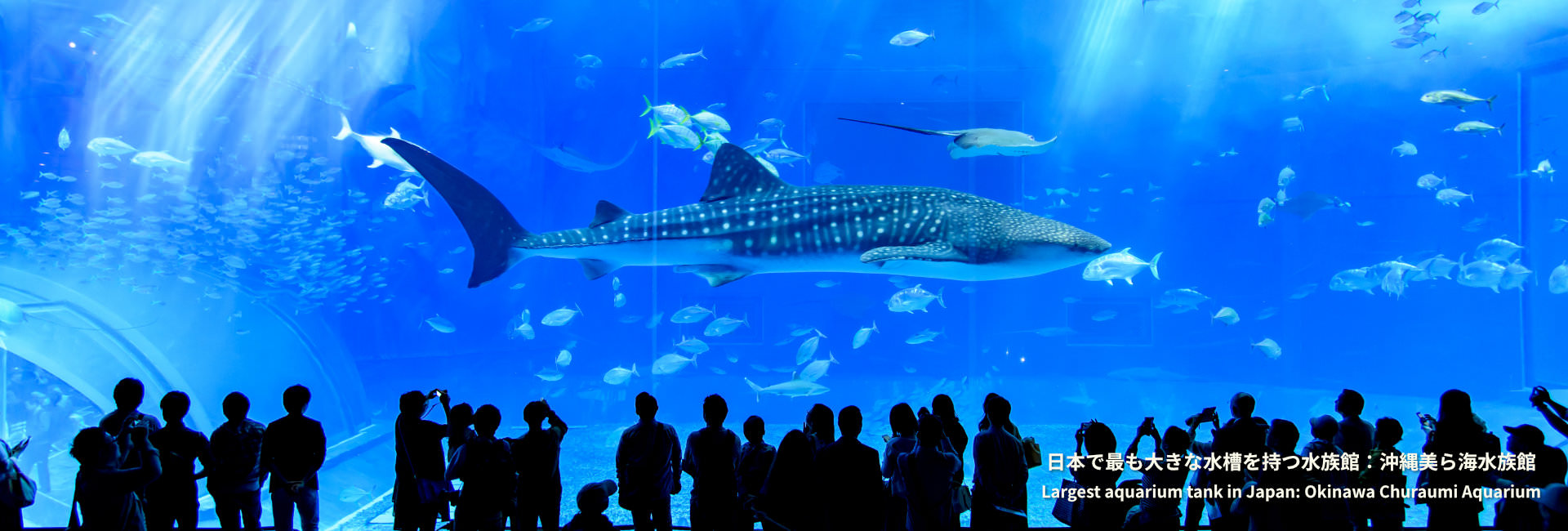 日本記録：日本で最も大きな水槽を持つ水族館：沖縄美ら海水族館