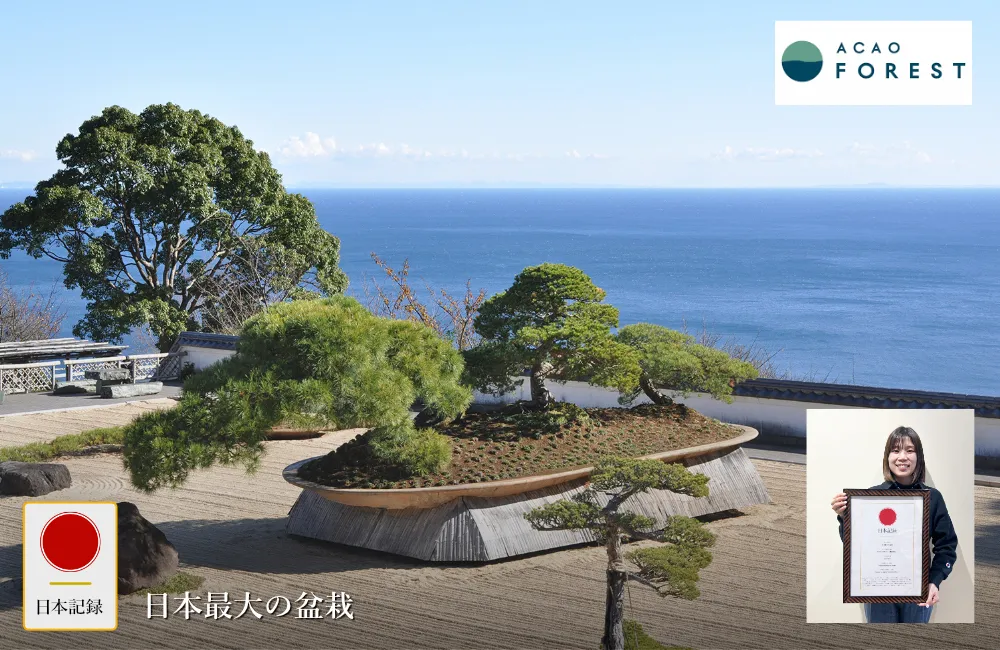 日本記録：日本最大の盆栽