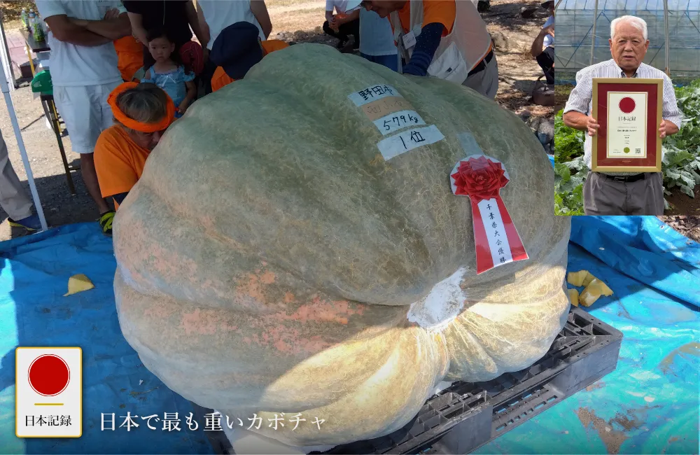 日本記録：日本で最も重いカボチャ