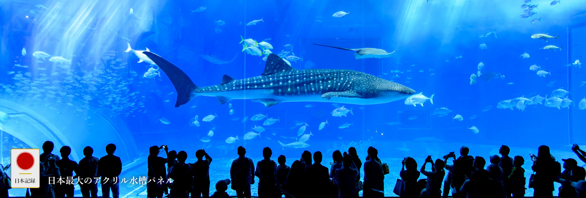 日本記録：日本最大のアクリル水槽パネル：沖縄美ら海水族館